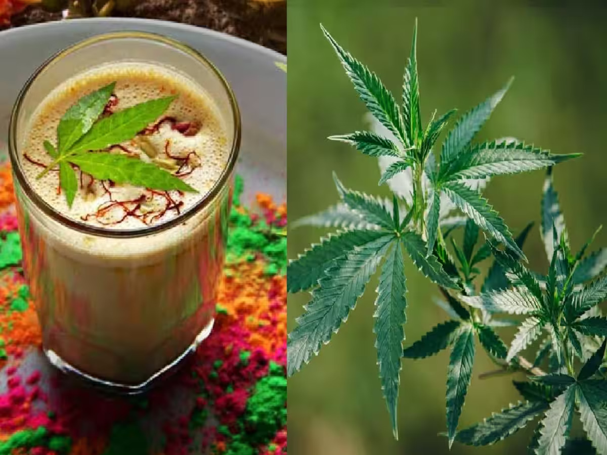 Bhang and its Health Benefits
