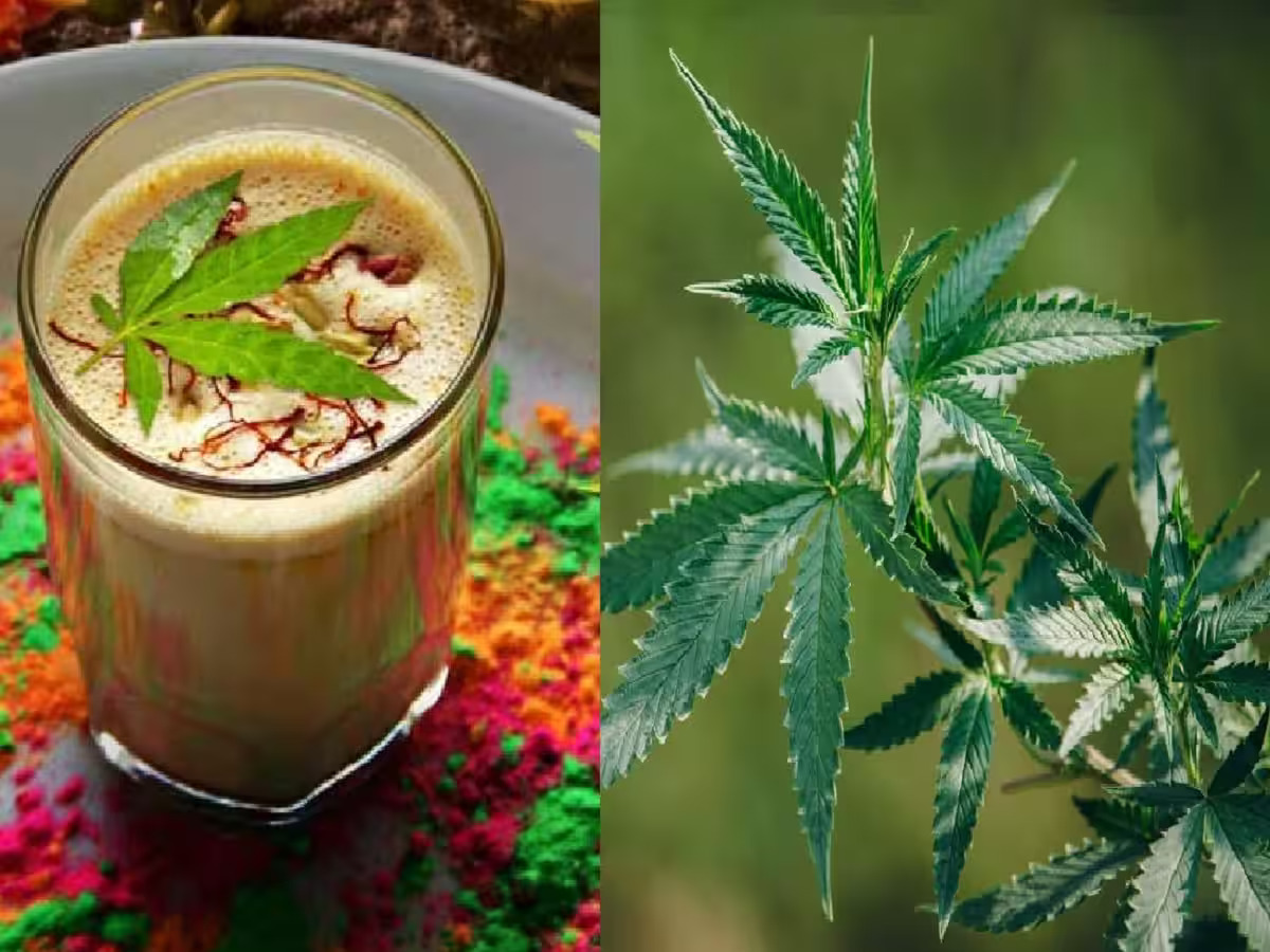 What is Bhang: Its Health Benefits and Safety Concerns