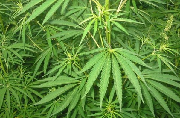 Bhang in India: it is legal or not?