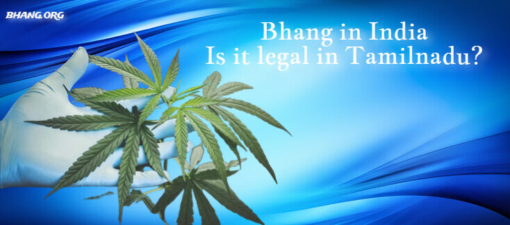 Bhang in India: Is it legal in Tamilnadu?
