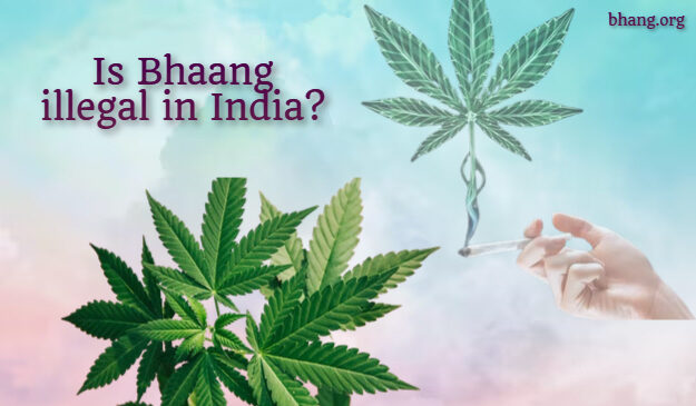 Bhang in India: Is Bhaang illegal in India?