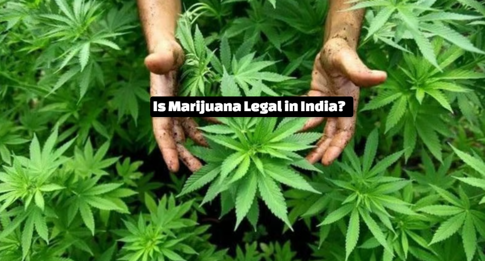 Is Marijuana Legal in India?