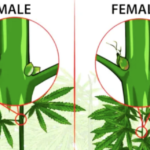 Is bhang male or female