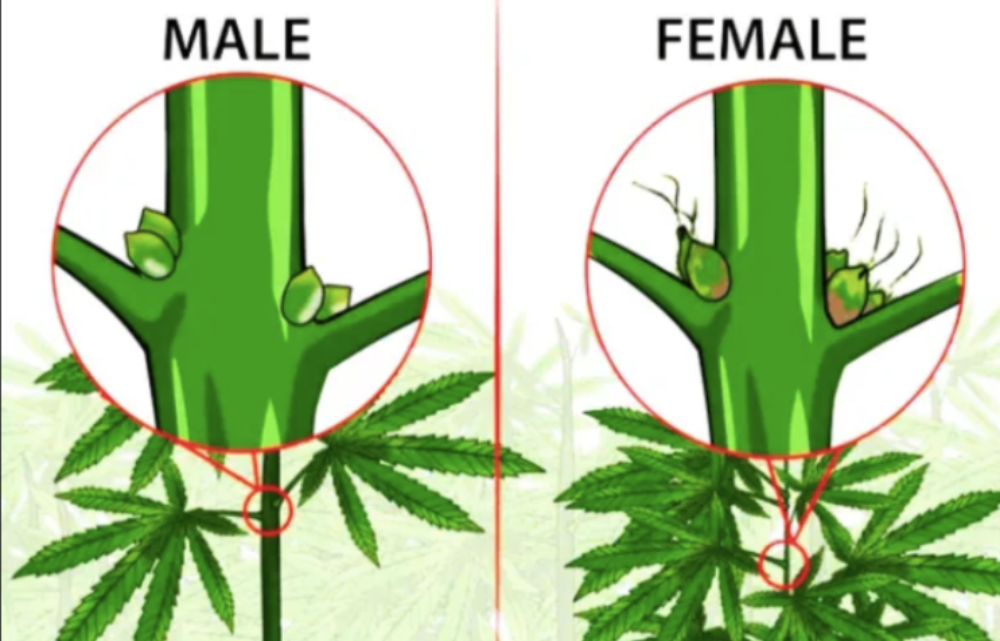 Is bhang male or female? Know all about